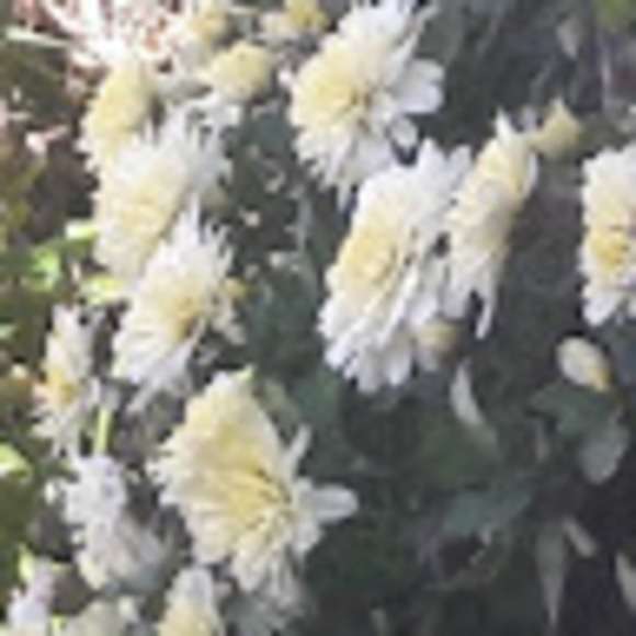 Meet your Posher, Shannon - Picture 1 of 1